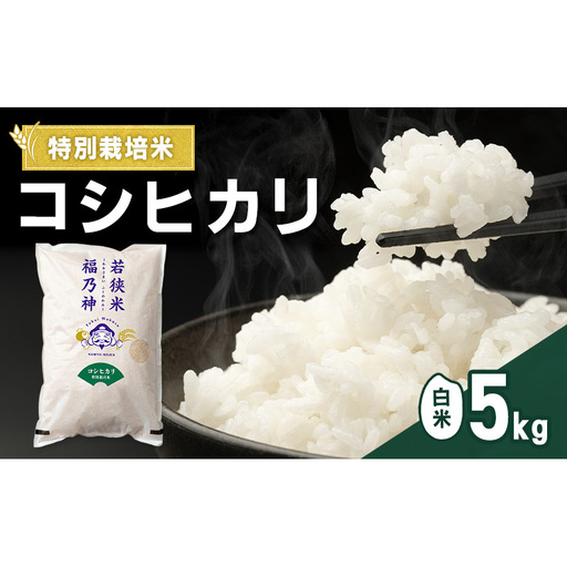 令和7年産 特別栽培米 コシヒカリ 5kg(白米) 米 お米 こしひかり 若狭町