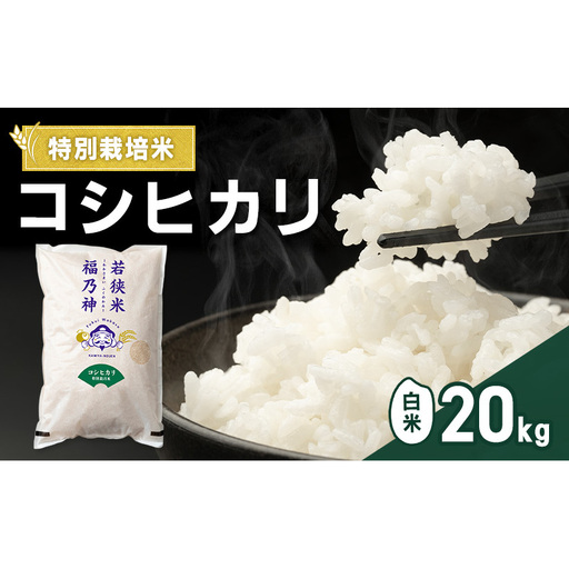 令和7年産 特別栽培米 コシヒカリ 20kg（白米） 米 お米 こしひかり 若狭町