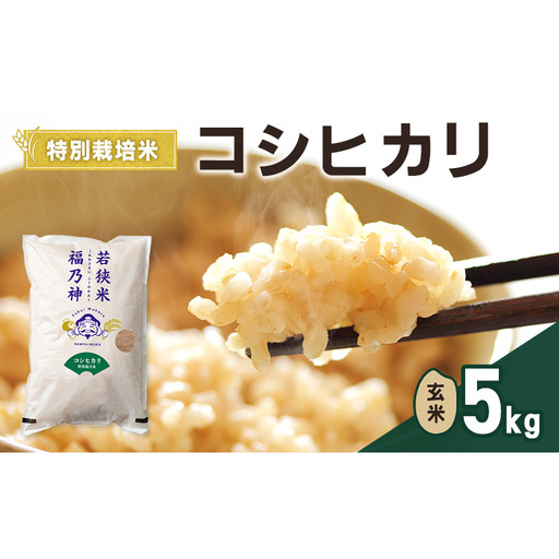 令和7年産 特別栽培米 コシヒカリ 5kg(玄米) 米 お米 こしひかり 若狭町