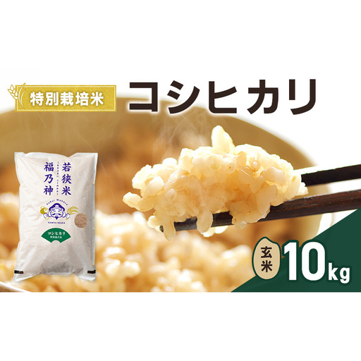 令和7年産 特別栽培米 コシヒカリ 10kg（玄米） 米 お米 こしひかり 若狭町