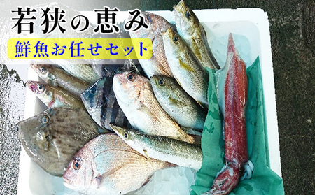 若狭の恵み 鮮魚ボックス(種類はお任せ)