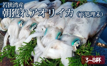 [祝北陸新幹線延伸]若狭湾産 朝獲れアオリイカ3〜8杯(下処理なし)