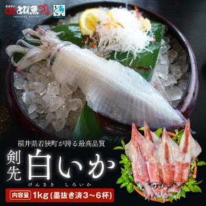 [期間限定]若狭湾産 白イカ(剣先イカ)3〜6杯(スミ抜き、冷凍)