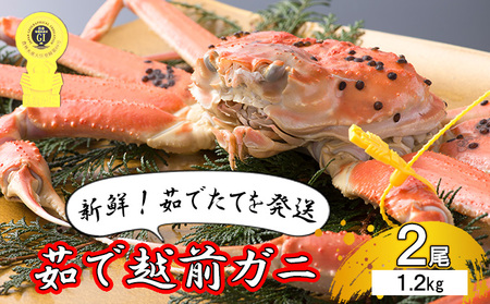 期間限定 茹で 越前ガニ 約1.2kg 2杯 年末配送 食通もうなる本場の味をぜひ、ご堪能ください 越前かに 蟹 カニ かに ボイルカニ ポーション ズワイガニ 海鮮 限定 福井 福井県 若狭町