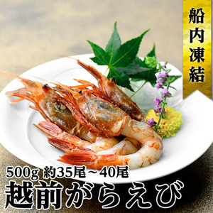 越前ガラエビ 約500g(約35〜40尾)