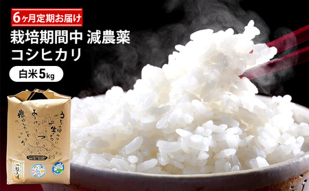 栽培期間中 減農薬コシヒカリ 白米5kg 6ヶ月定期お届け お米ブランド米 精米 ご飯 おにぎり お弁当 和食 福井県認証特別栽培米 粘り 香り 旨み つや