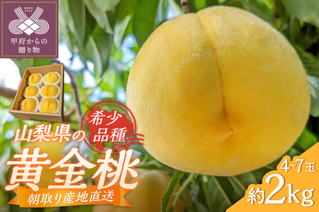 甲府市産 黄金桃 約2kg(4〜7玉)