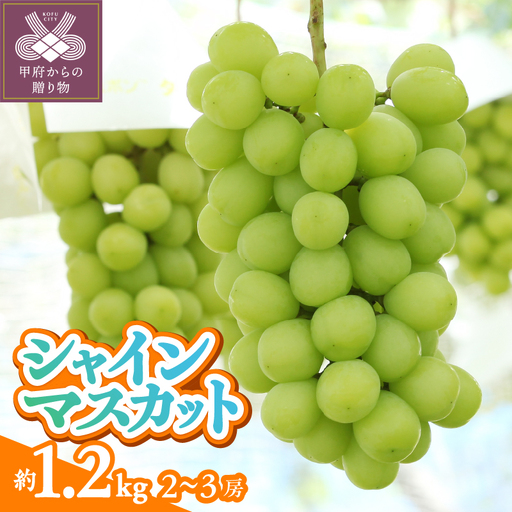 〈2026年度配送分〉甲府市産　シャインマスカット　約1.2kg（2～3房）