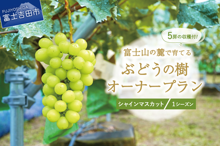 [ぶどうの樹 オーナー制度]シャインマスカット 1シーズンオーナープラン(2022年植付け) 5房保証付き 栽培 収穫 体験 契約 ぶどう狩り 果物 フルーツ 山梨 富士吉田
