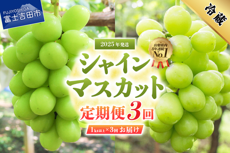 【2025年発送】【3回定期便】ジューシーで甘さ抜群 厳選シャインマスカット1kg以上×3回配送　山梨県産 ぶどう シャインマスカット 果物 フルーツ 旬 高級 2025年 シャインマスカット 山梨 富士吉田 シャインマスカット 山梨 富士吉田市 シャイン シャインマスカット
