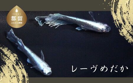 レーヴめだか (2ペア) めだか メダカ 魚 レーヴ 山梨 都留市