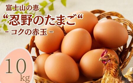 �x�m�R�̌b�g�E��̂��܂��g�]�R�N�̐ԋʁ]10�s