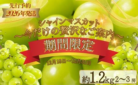 [期間限定][数量限定] シャインマスカット スペシャルサンクス 約1.2kg(2〜3房)[2026年先行予約] フルーツ シャインマスカット