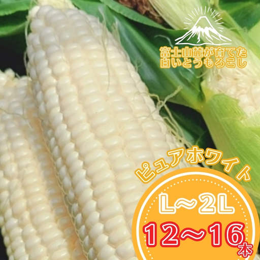 富士山麓が育てた、白いとうもろこし「ピュアホワイト」