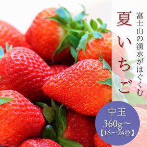 [2026年 先行予約][湧水のミネラルたっぷり!山梨の夏秋いちご]中玉16〜24粒入り(360g〜)