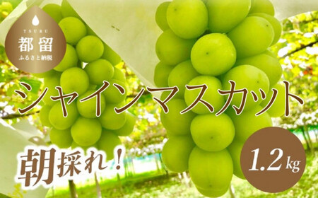 【2024年 先行予約】 産地直送 朝採れ！ 山梨県産 シャインマスカット ２房 (1.2kg以上！) |  山梨 ぶどう ブドウ 葡萄 シャイン 都留市人気返礼品！