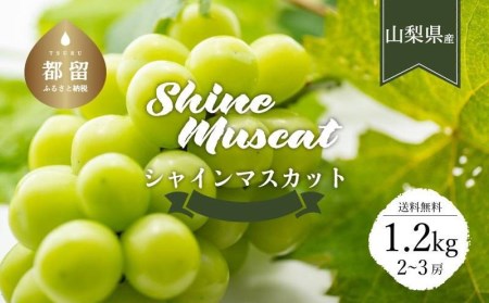 2023年先行予約】クール便配送 山梨県産シャインマスカット1.2㎏(2～3