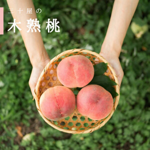 �u2026�N��s��t�v�O�\��������蓍�y3�� 1kg�ȏ�z�y�z���s�n��F�����E���ꌧ�z�y1456109�z