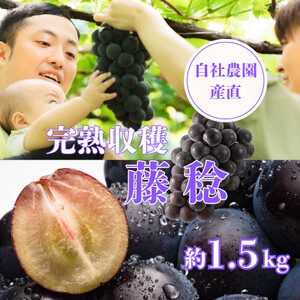 y2026Ns\znn 1.5kg@Rs̎Д_Yyʌzy󏭕i!zyzsnFzy1460455z