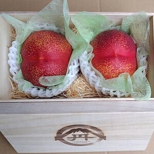 y؂ȕɑI΂鑡蕨zōx25xނȂΓxVg[lN^2026N7{yzsnFEkCEꌧEElEBzy1468766z