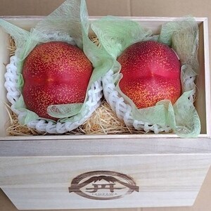 yɍ鑡蕨zōx25xނȂΓxVg[lN^2026N8{蔭yzsnFEkCEꌧEElEBzy1468769z