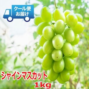 S̃N[֔@VC}XJbg 1kg (2[)yzsnFEkCEꌧEElEBzy1398931z