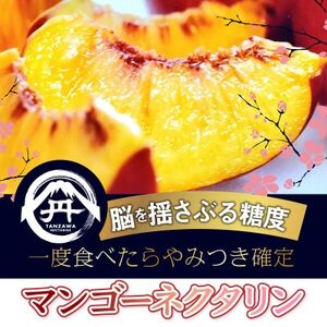 【間違いないお盆ギフト】高糖度マンゴーネクタリンやみつきリピーター続出中2025年8月上旬より発送【配送不可地域：離島・北海道・沖縄県・中国・四国・九州】【1468754】