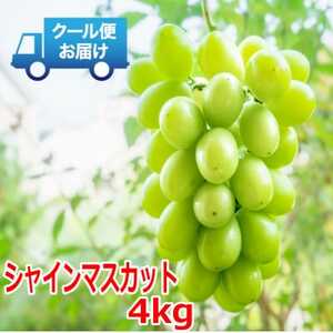 S̃N[֔@VC}XJbg 4kg (6`8[)yzsnFEkCEꌧEElEBzy1398968z