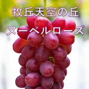 �y2026�N��s��t�z2026�N10�����{�����u�q�u�V��̋u�k�[�x�����[�Y�v ��1kg(2�`3�[)�y�z���s�n��F�����E�k�C���E���ꌧ�E�����E�l���E��B�z�y1473362�z