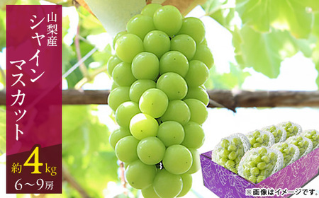 y2026N stzRs RHׂVC}XJbg(4kg)6`9[yzsnFEꌧzy1484819z