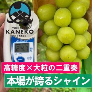 【本場山梨が誇るシャインマスカット】高糖度×大粒が織りなす二重奏贈答プレミアム2026年9月中旬発送【配送不可地域：離島】【1495753】