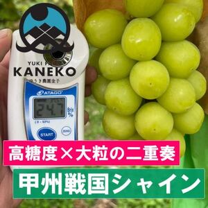 【本場山梨誇る】高糖度×大粒が織りなす甲州戦国シャインマスカットプレミアム2026年9月下旬より発送【配送不可地域：離島】【1495754】