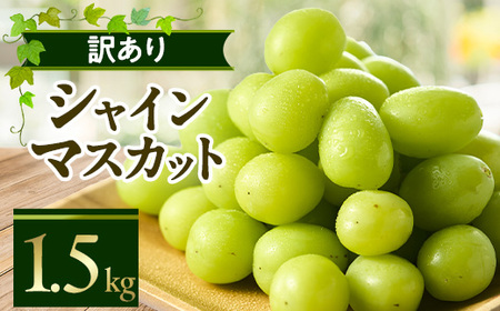 やまなし内藤農園の[訳あり]シャインマスカット 1.5kg[配送不可地域:離島]