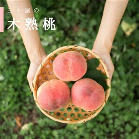 「2026年発送」三十屋木熟桃 【1.5kg】【配送不可地域：離島】【1515509】