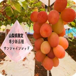 サンシャインレッドと富士の輝　1.2kg【配送不可地域：離島】【1525930】