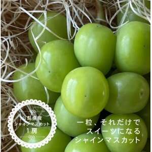 VC}XJbg 1[ ( 500g ȏ ) RYyzsnFEꌧzy1531488z