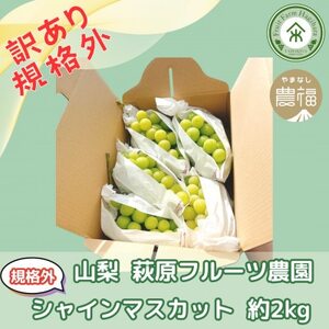 �y2026�N��s�\��z�R���E�����t���[�c�_���̖󂠂�V���C���}�X�J�b�g(�K�i�O ��2kg)�y�z���s�n��F�����z�y1544663�z