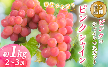 ピンクのシャインマスカットふるさと納税にピンクシャイン登場 2～3房1kg程度【配送不可地域：離島】【1561472】