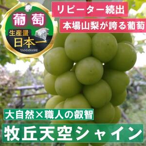 11月上旬より発送「幻の牧丘天空シャインマスカット」約1kg(2～3房)【配送不可地域：離島】【1579789】