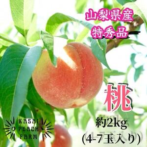 厳選朝採り桃 山梨の笠井桃園の桃 約2kg【配送不可地域：離島】【1587429】