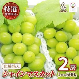 �y2026�����\��z���I!�V���C���}�X�J�b�g2�[���ϔ����@�R���s�Y�n�����@��500g×2�[�y�z���s�n��F�����z�y1178158�z