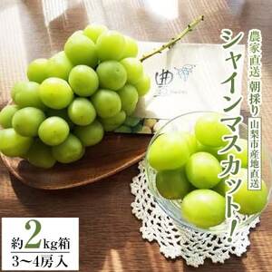 �y2026�����\��z�V���C���}�X�J�b�g (��2kg��) �_�ƒ������ǂ�V���C���}�X�J�b�g3�`4�[�y�z���s�n��F�����z�y1178162�z