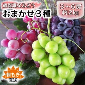 朝もぎ直送!!過保護に育った葡萄『おまかせ3種』3～6房(約2kg)※数量限定【配送不可地域：離島】【1643715】