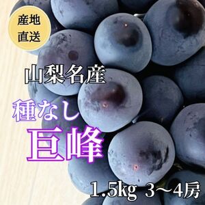 2025NYn RY!Ȃ 3`4[(v1.5kg)yzsnFzy1644827z