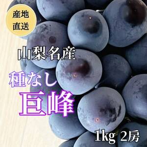 ◆2025年発送◆産地直送 山梨名産!種なし巨峰 2房(計1kg)[配送不可地域:離島]