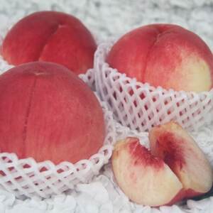 2026N RsY 󂠂蓍 2kg(4`8)yzsnFzy1688049z