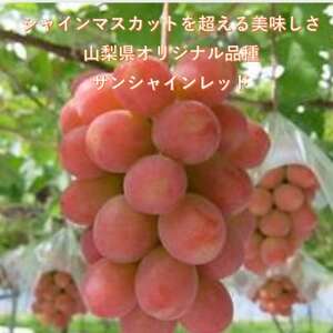 [2026年先行受付]牧丘天空ブランド山梨オリジナル品種サンシャインレッド[配送不可地域:離島]