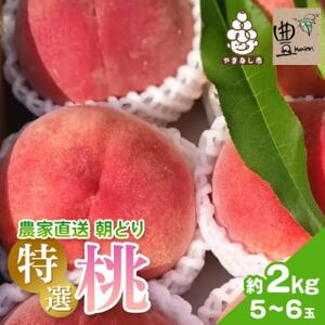 �y2026�����\��z�_�ƒ������ǂ蓍!�傫���ĊÂ����I��5�`6�ʓ���R���s�Y�n������2kg���y�z���s�n��F�����z�y1178161�z