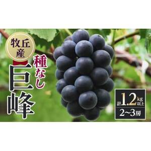 �y2026�N�����@��s��t�z�R������!!��Ȃ�����2�`3�[(1.2kg�ȏ�)�y�z���s�n��F�����E���ꌧ�z�y1695493�z