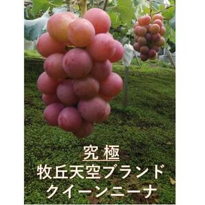 [2026年先行受付]「牧丘天空の丘ブランド 巨峰+クイーンニーナ」約1kg(2〜3房)[配送不可地域:離島]